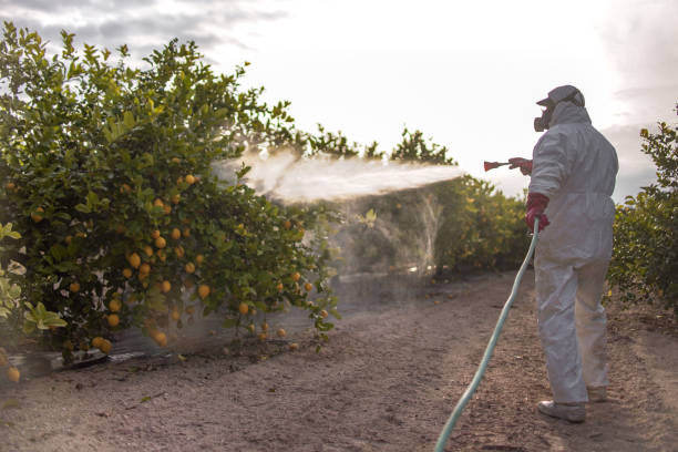 Best Termite Control Services  in Calverton Park, MO