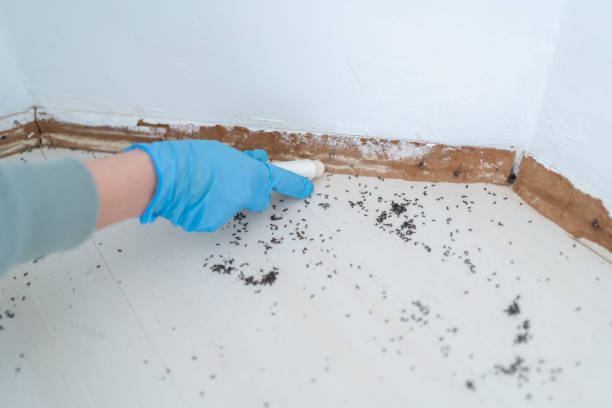 Best Flea Control Services  in Calverton Park, MO